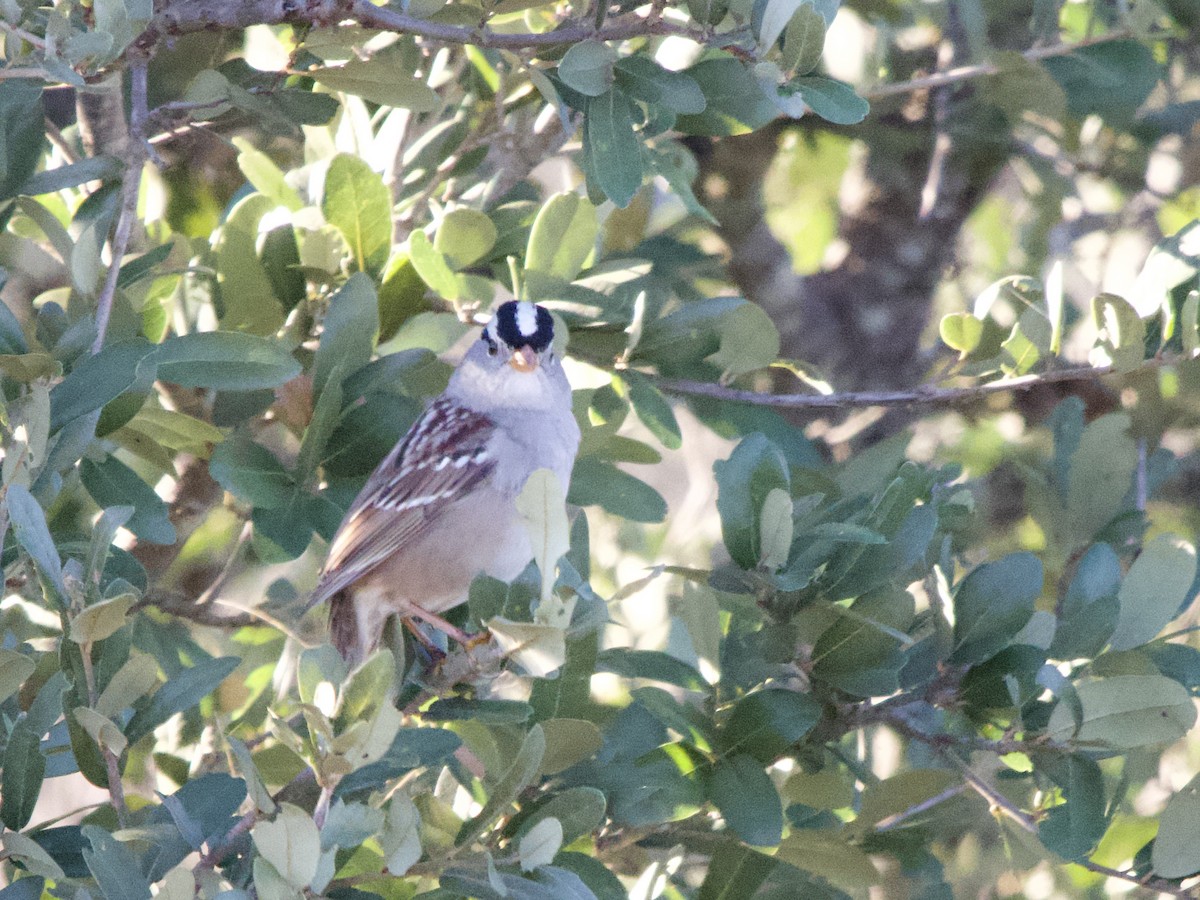 White-crowned Sparrow - ML645912620