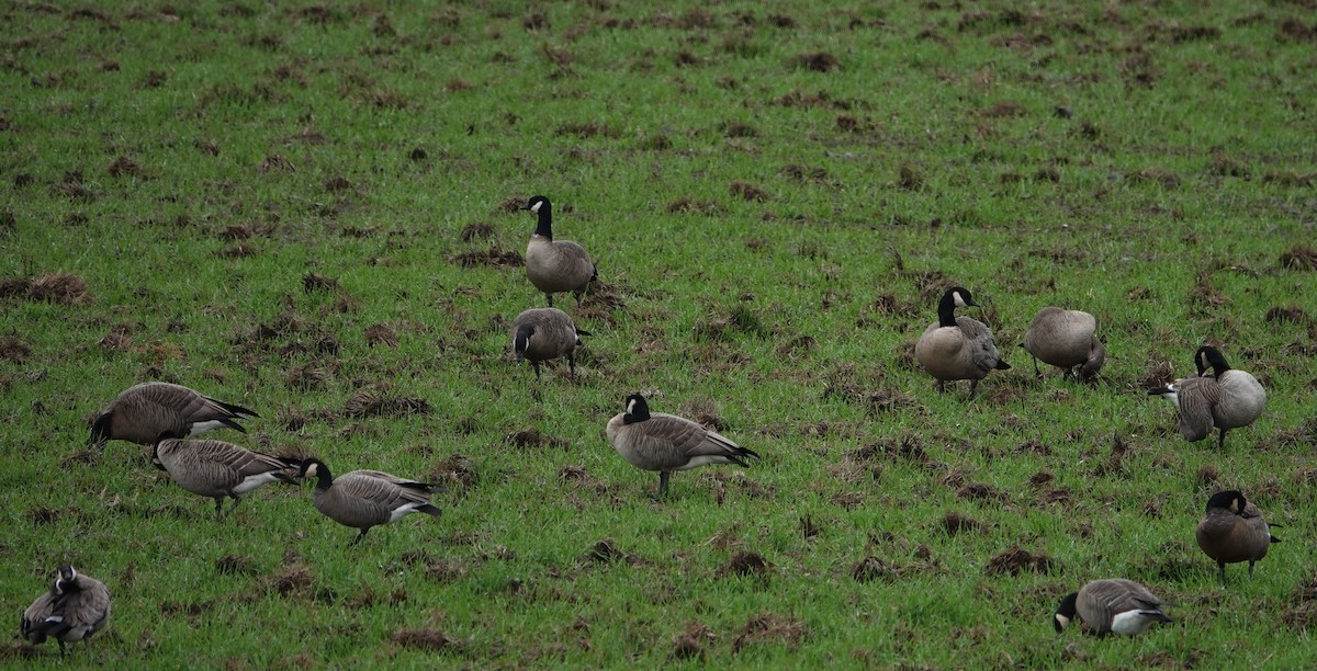 Cackling Goose (Taverner's) - ML645912629
