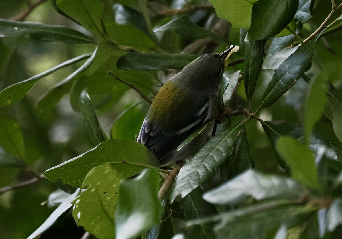 Northern Parula - ML645912630