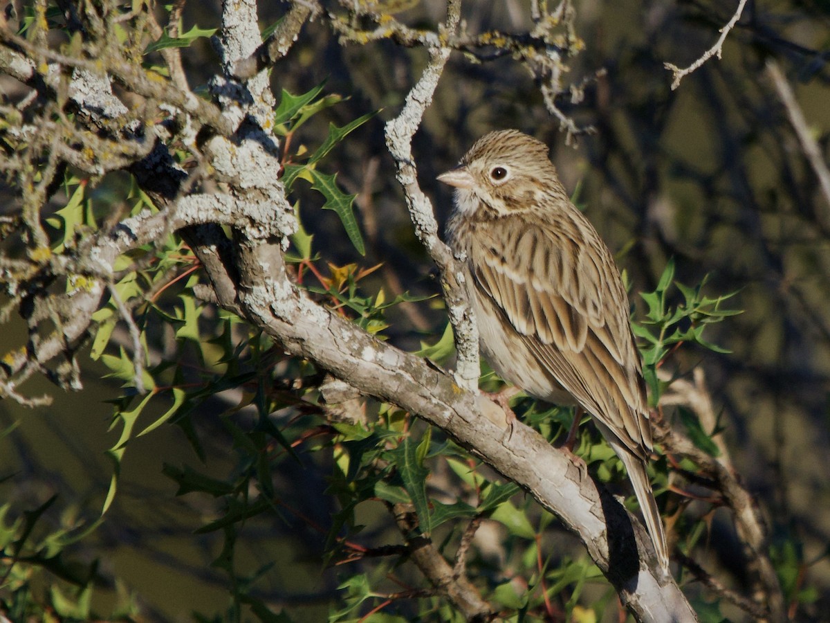 Vesper Sparrow - ML645912632