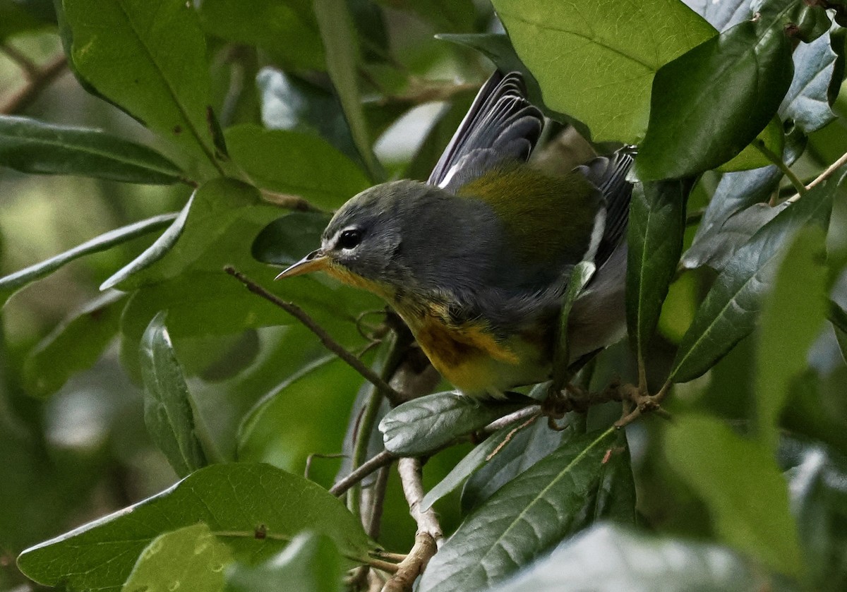 Northern Parula - ML645912633