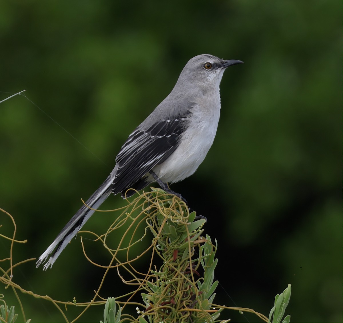 Tropikal Taklitçi - ML645912634