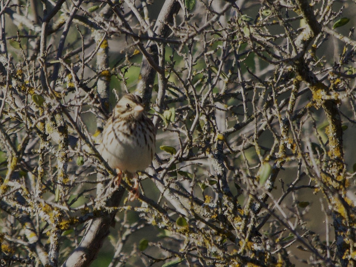 Song Sparrow - ML645912635
