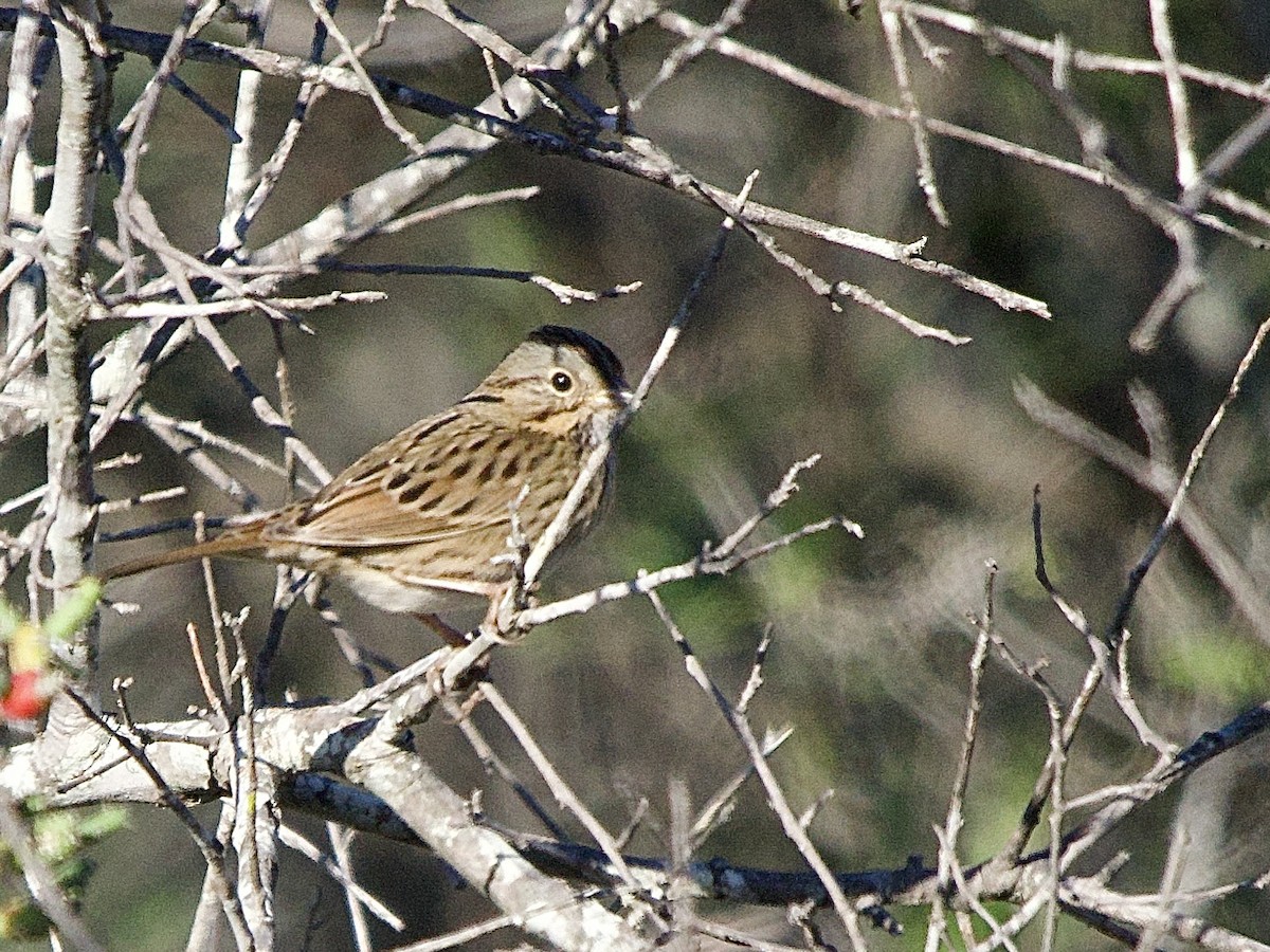 Lincoln's Sparrow - ML645912637