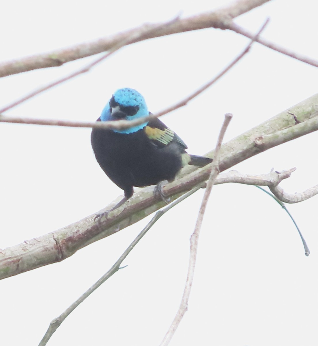 Лазурноголовая танагра - ML645912639