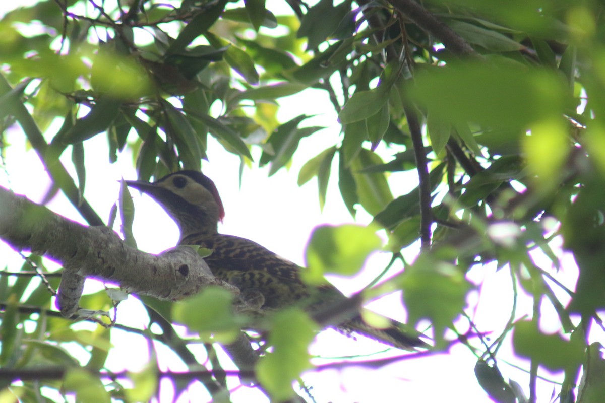 Черноусый дятел - ML645912645