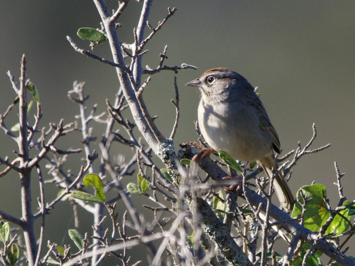 Rufous-crowned Sparrow - ML645912646
