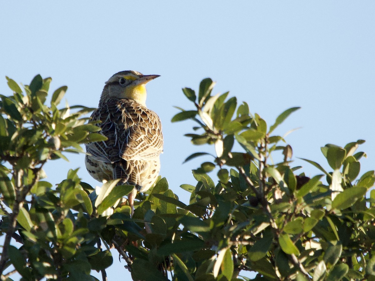 Western Meadowlark - ML645912651