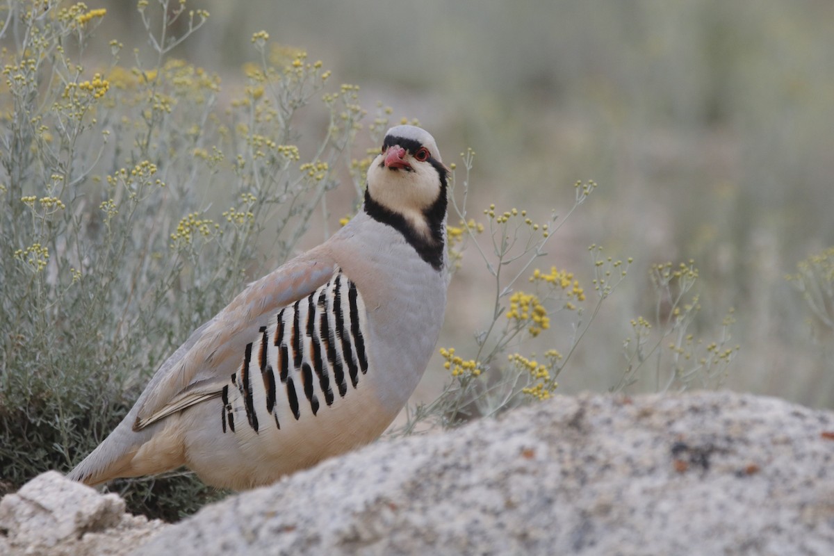 Chukar - ML645912655