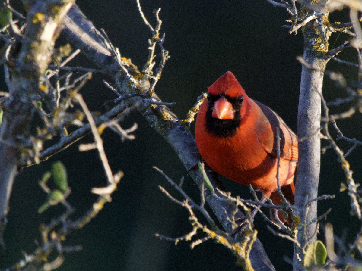 Northern Cardinal - ML645912675