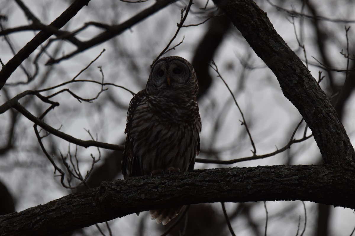 Barred Owl - ML645912680