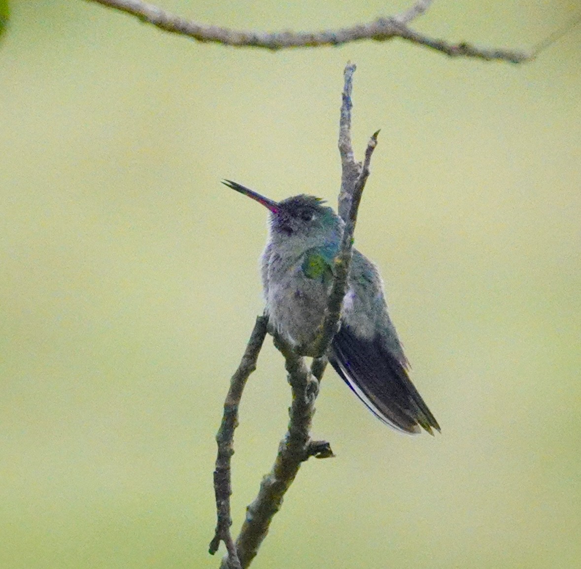 Scaly-breasted Hummingbird - ML645912681