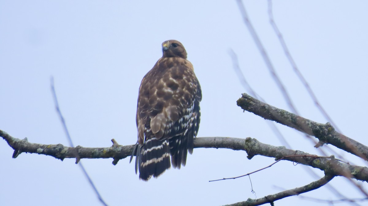 Red-shouldered Hawk - ML645912683