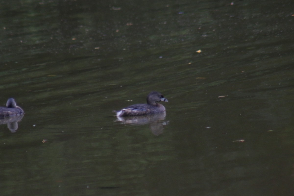 Pied-billed Grebe - ML645912691