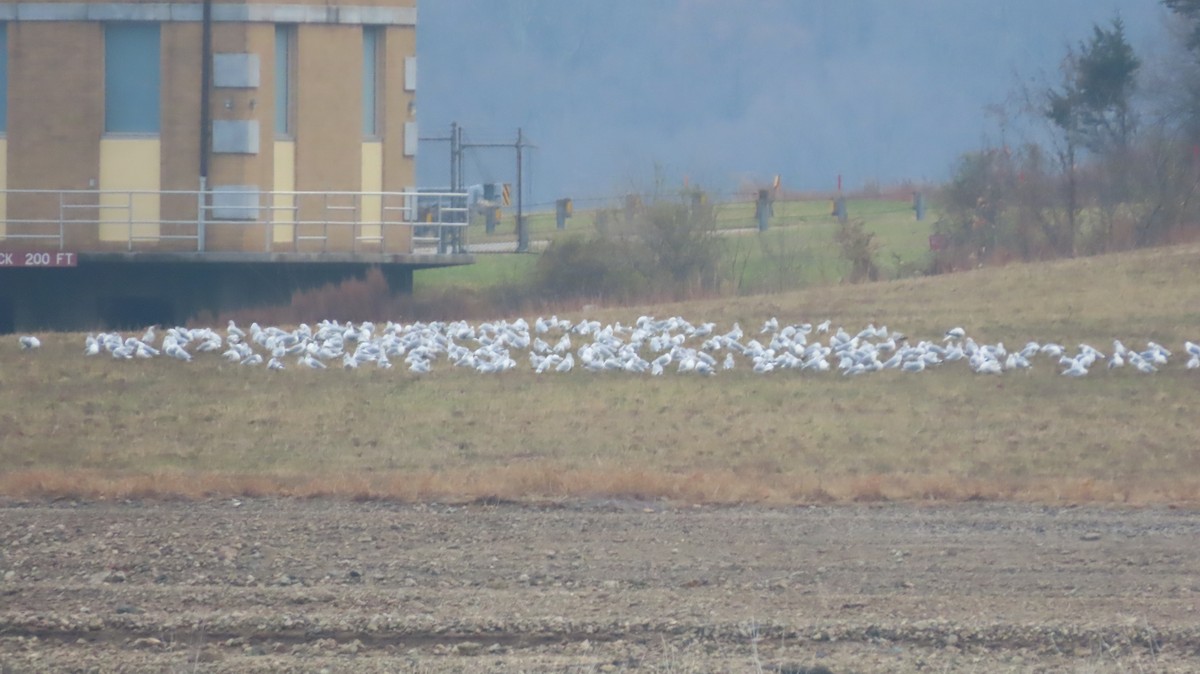 Gavina americana - ML645912699