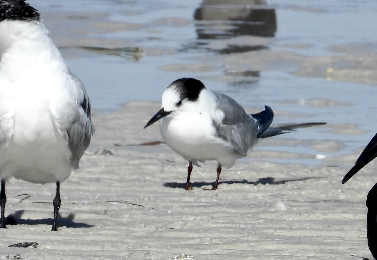 Common Tern - ML645912701