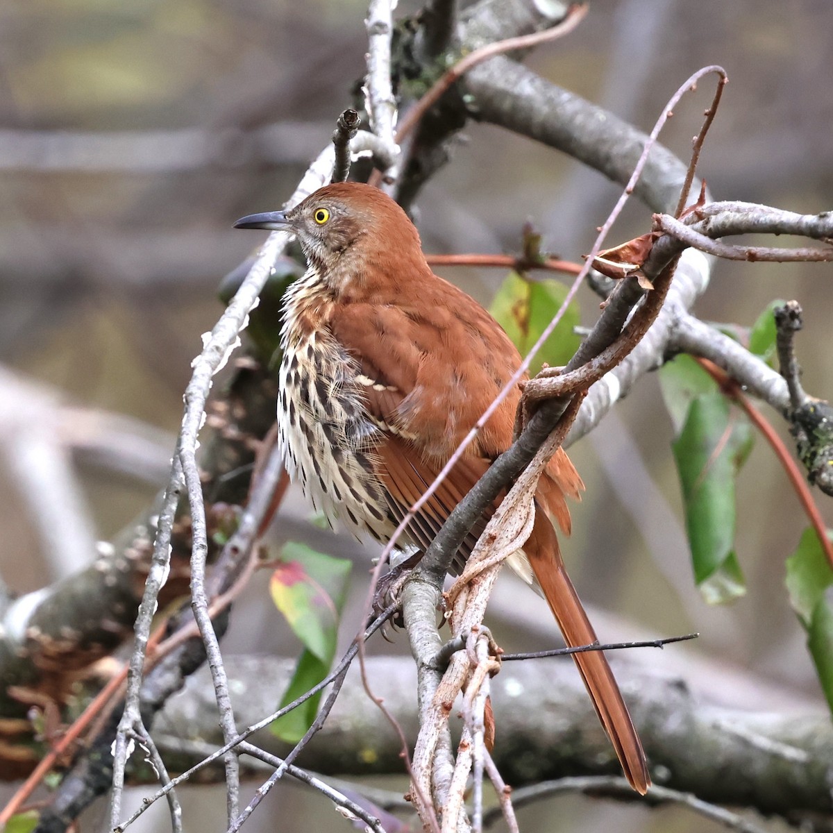 דשוש חום - ML645912704