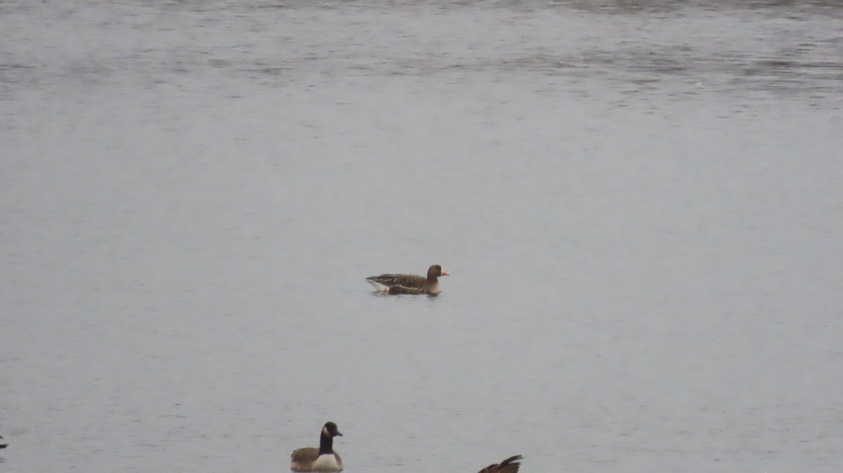 Oca lombardella - ML645912705