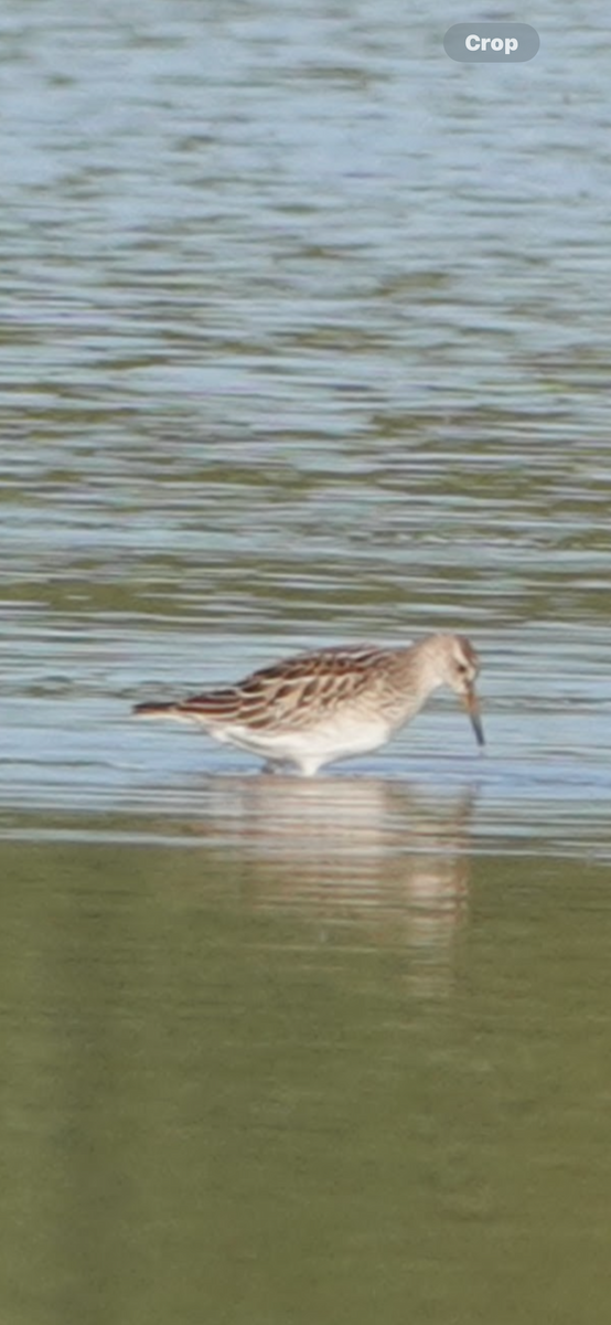 Дутыш - ML645912706