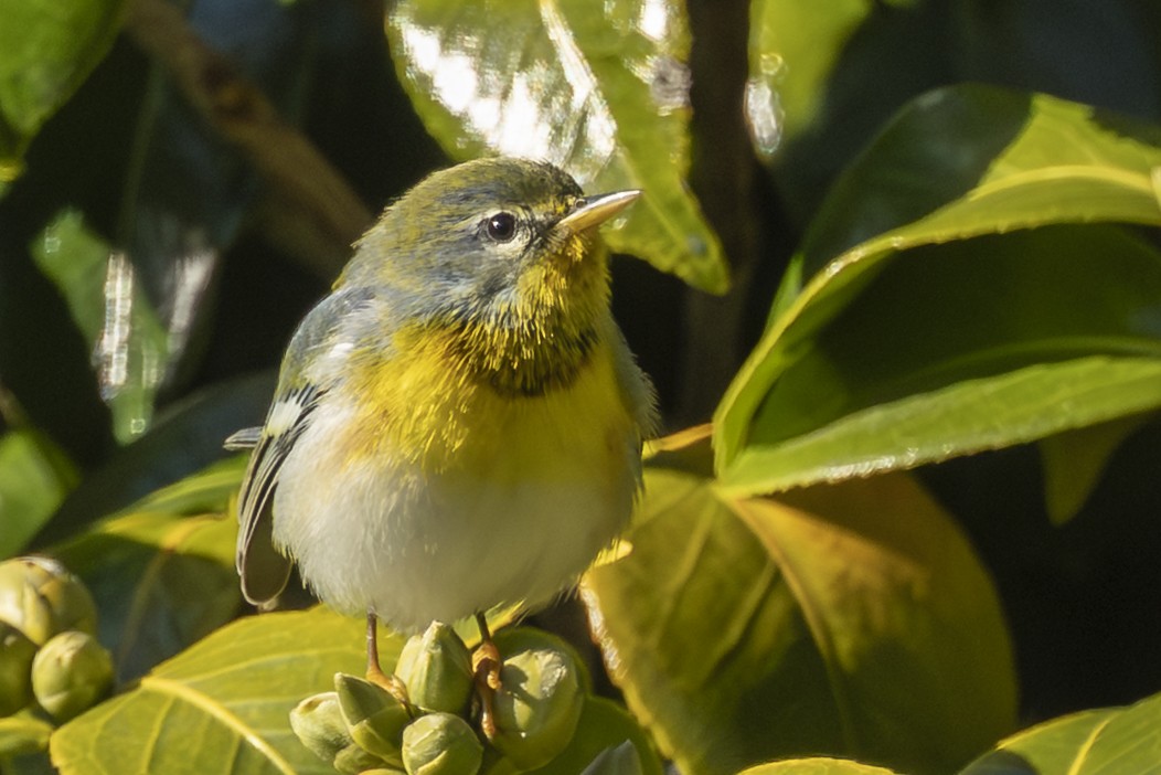 Northern Parula - ML645912714