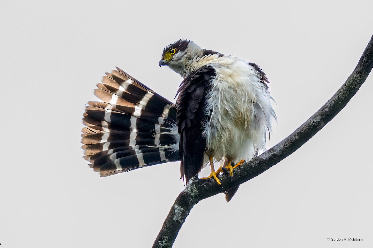 Bicolored Hawk - ML645912716