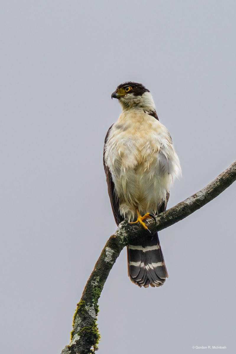 Bicolored Hawk - ML645912717