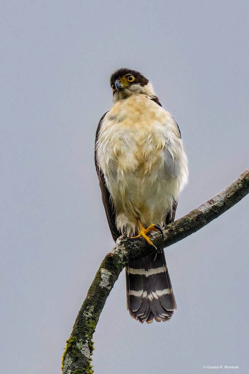 Bicolored Hawk - ML645912718