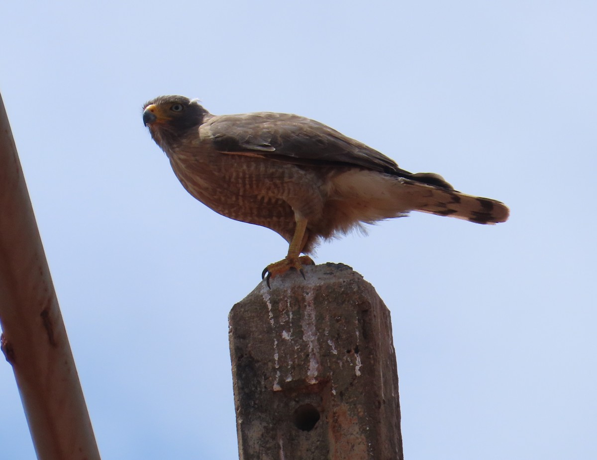 Roadside Hawk - ML645912728