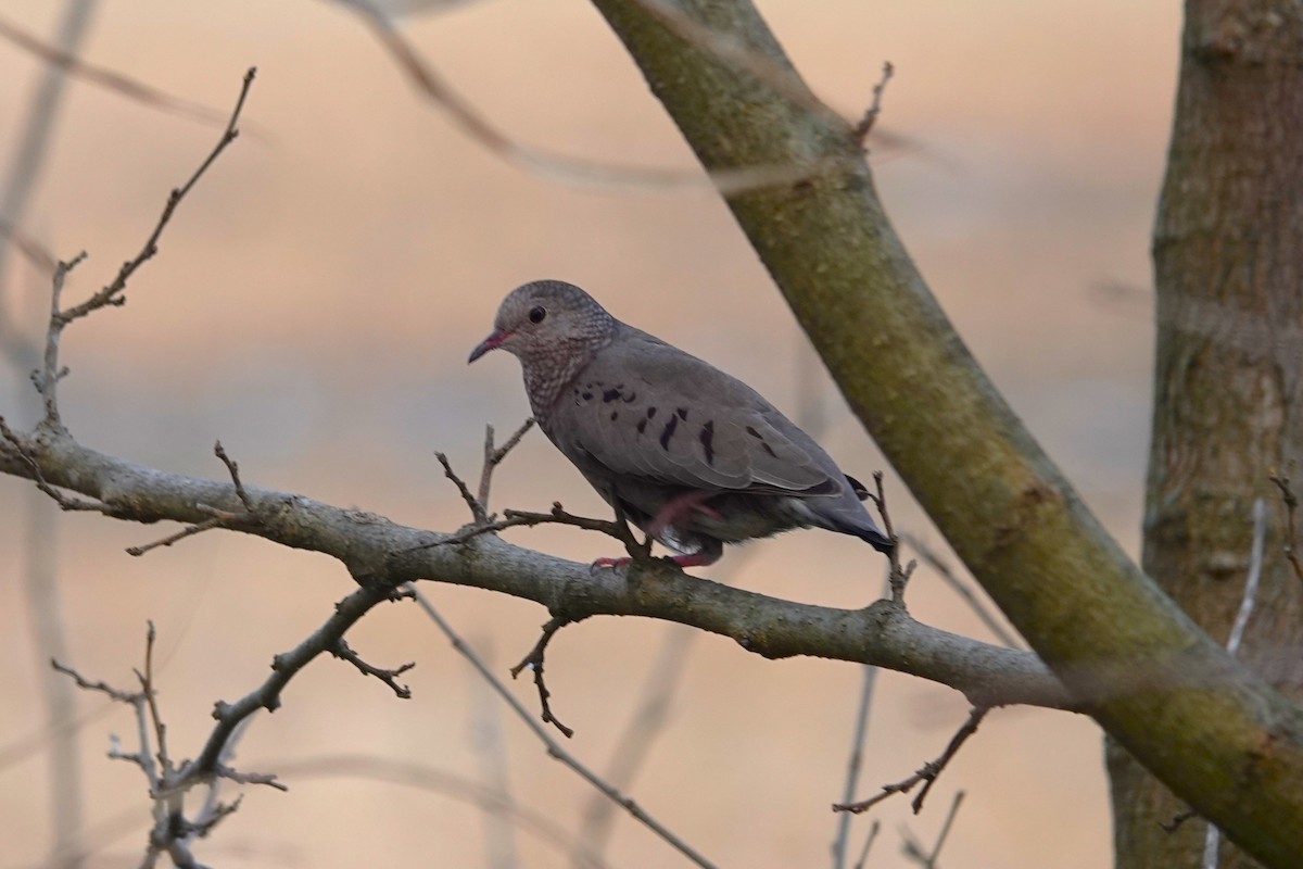Common Ground Dove - ML645912729