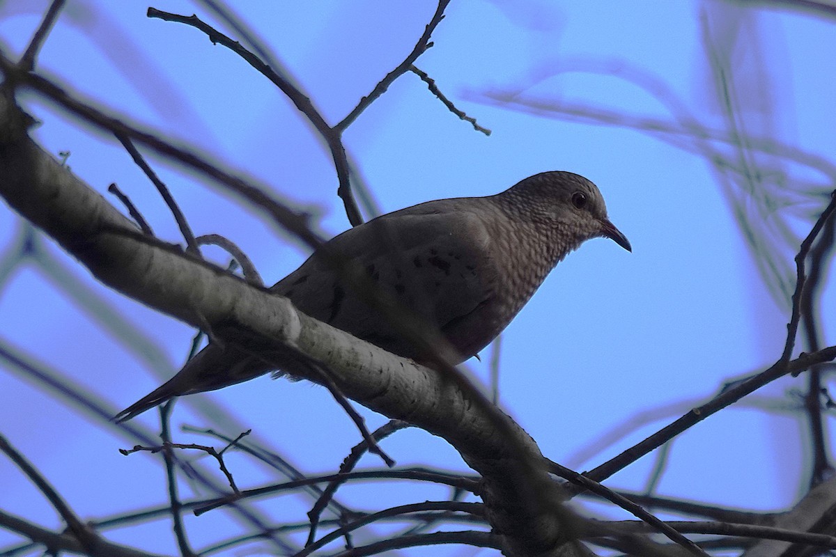 Common Ground Dove - ML645912730