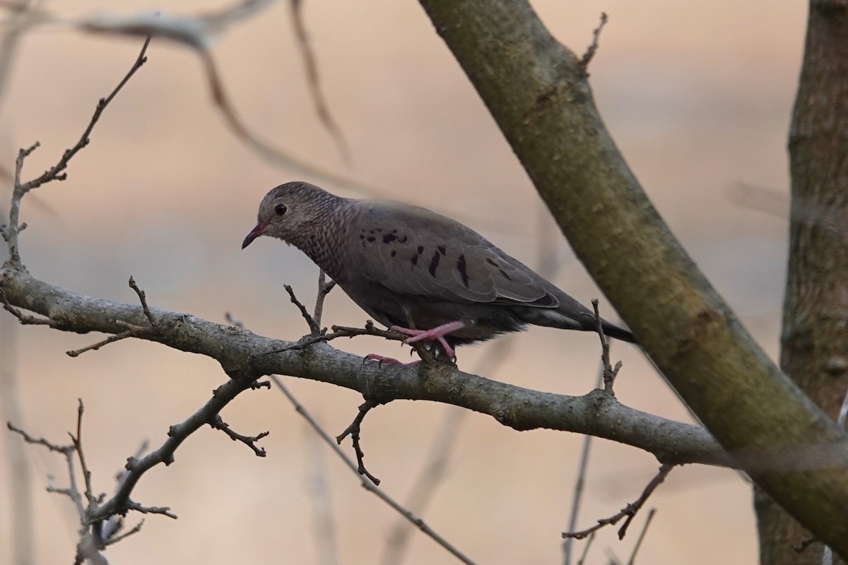 Common Ground Dove - ML645912731