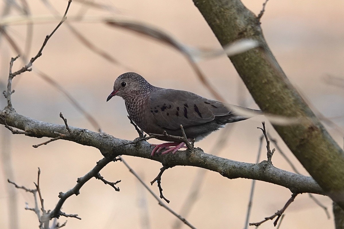 Common Ground Dove - ML645912732