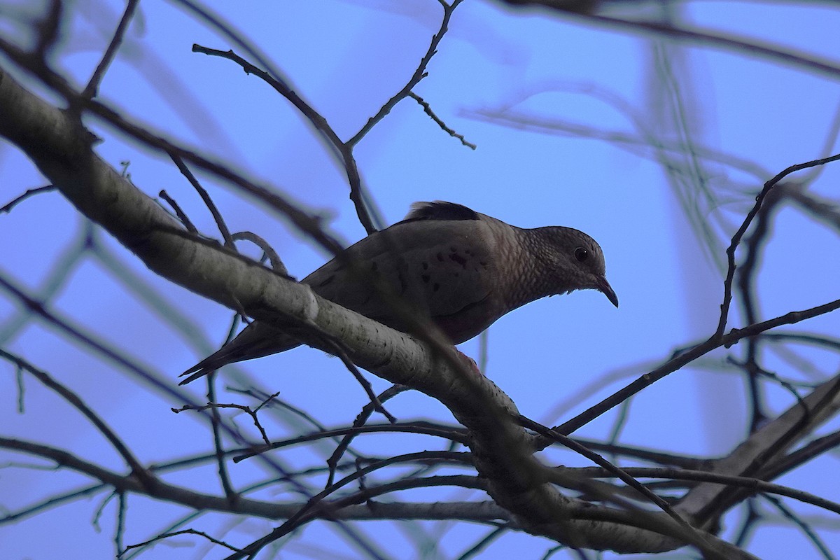 Common Ground Dove - ML645912733