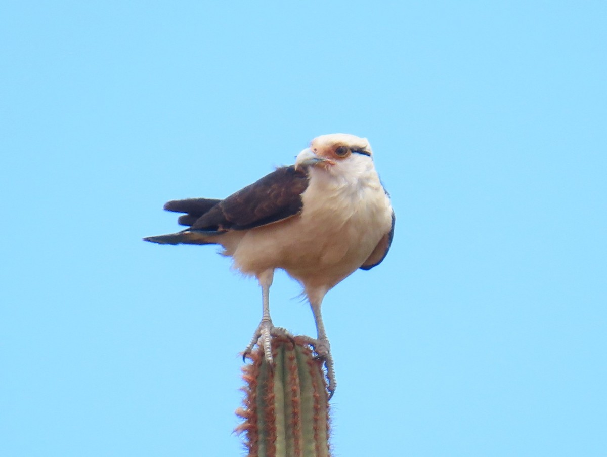 Yellow-headed Caracara - ML645912737
