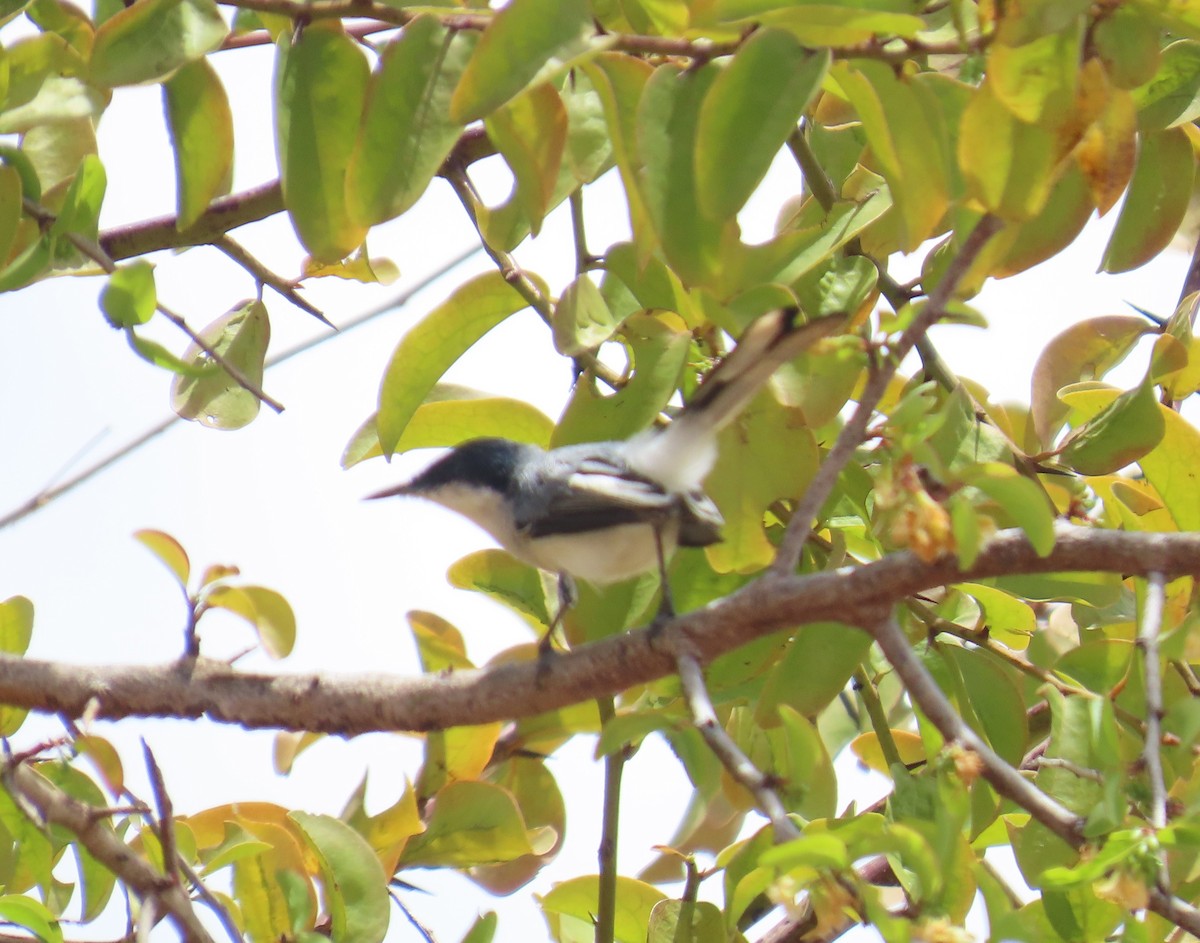 Tropical Gnatcatcher (atricapilla) - ML645912738