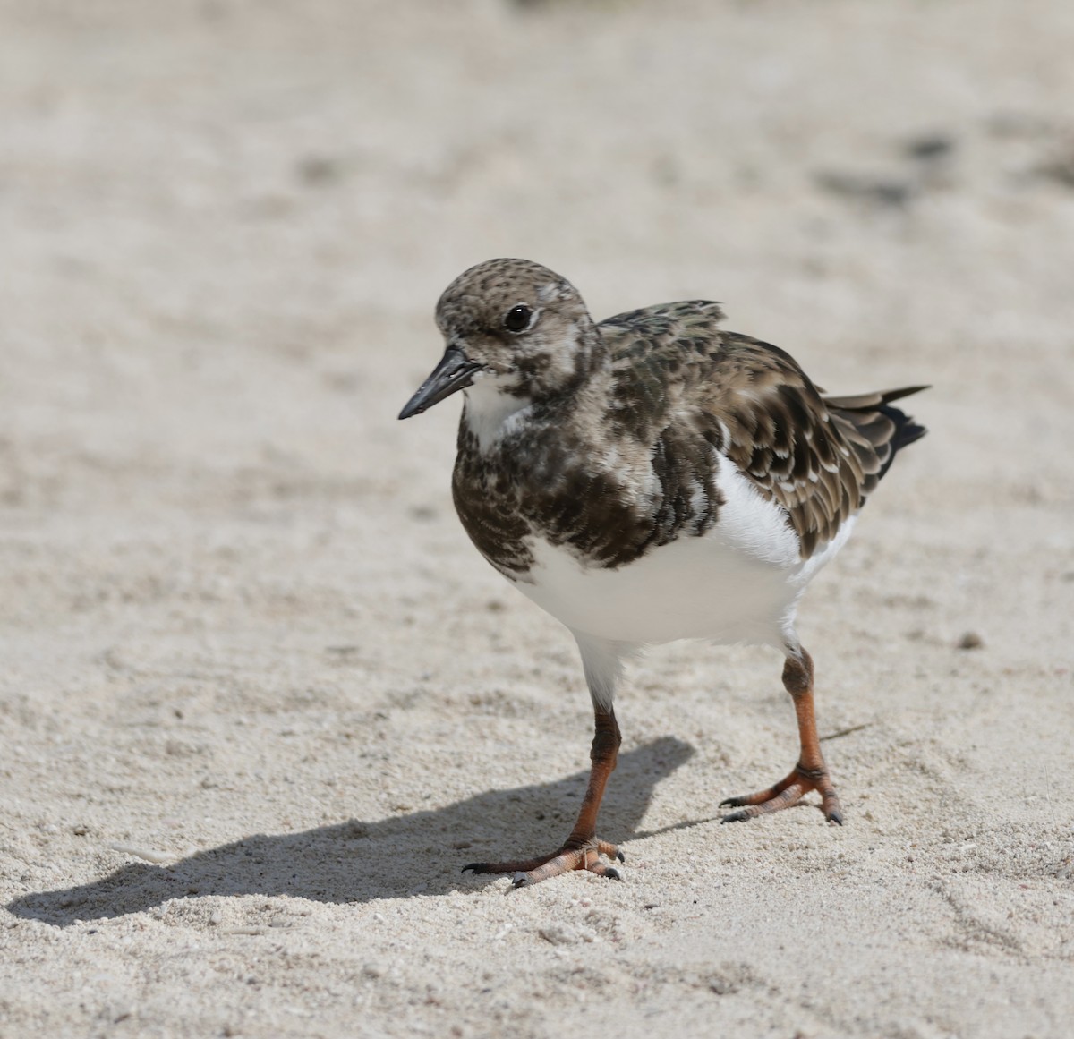 Ruddy Turnstone - ML645912746