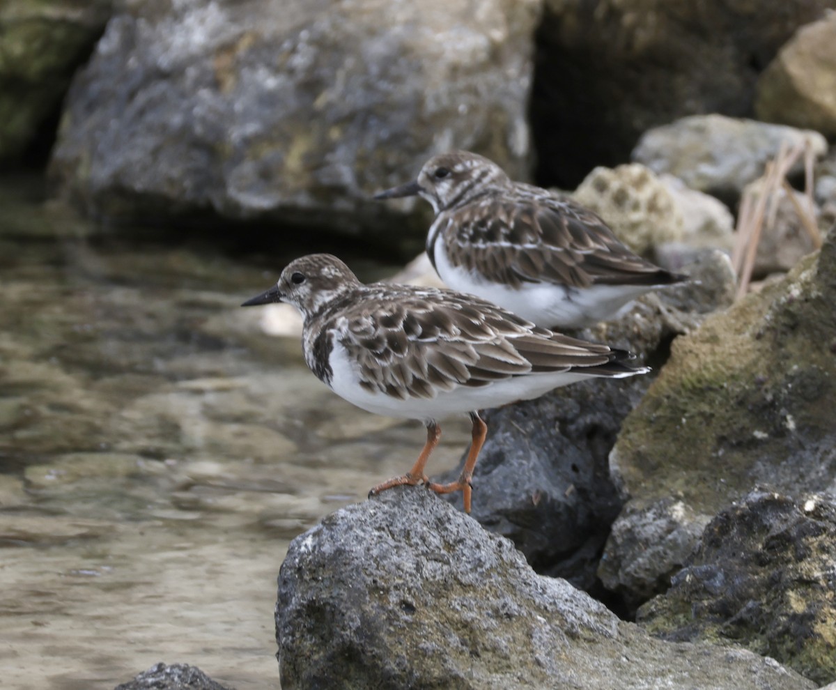 Ruddy Turnstone - ML645912747