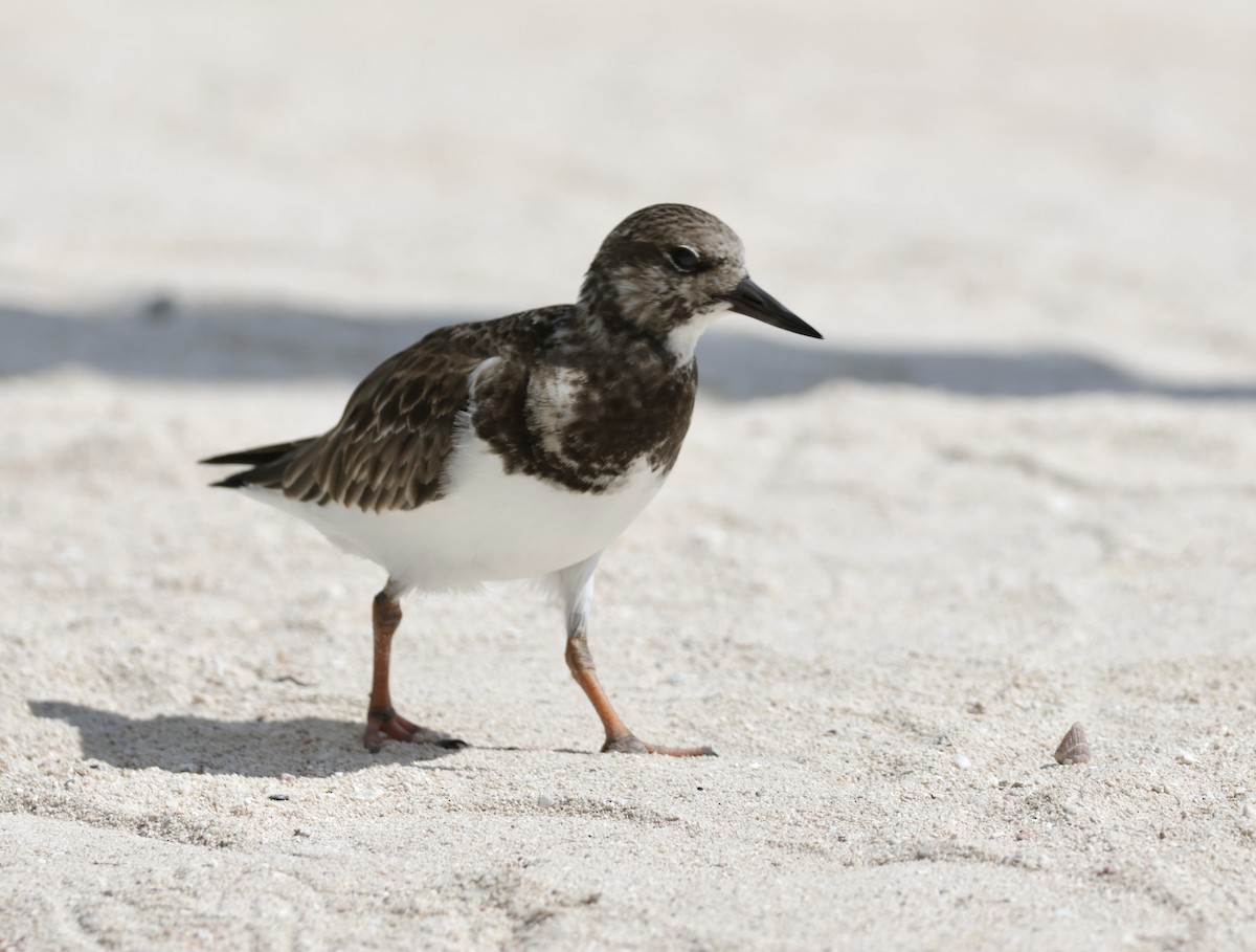 Ruddy Turnstone - ML645912748