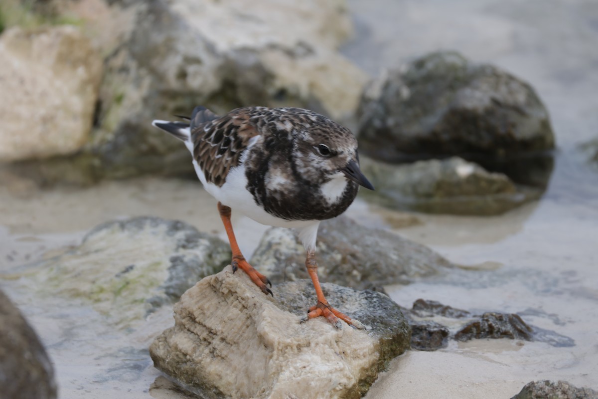 Ruddy Turnstone - ML645912749