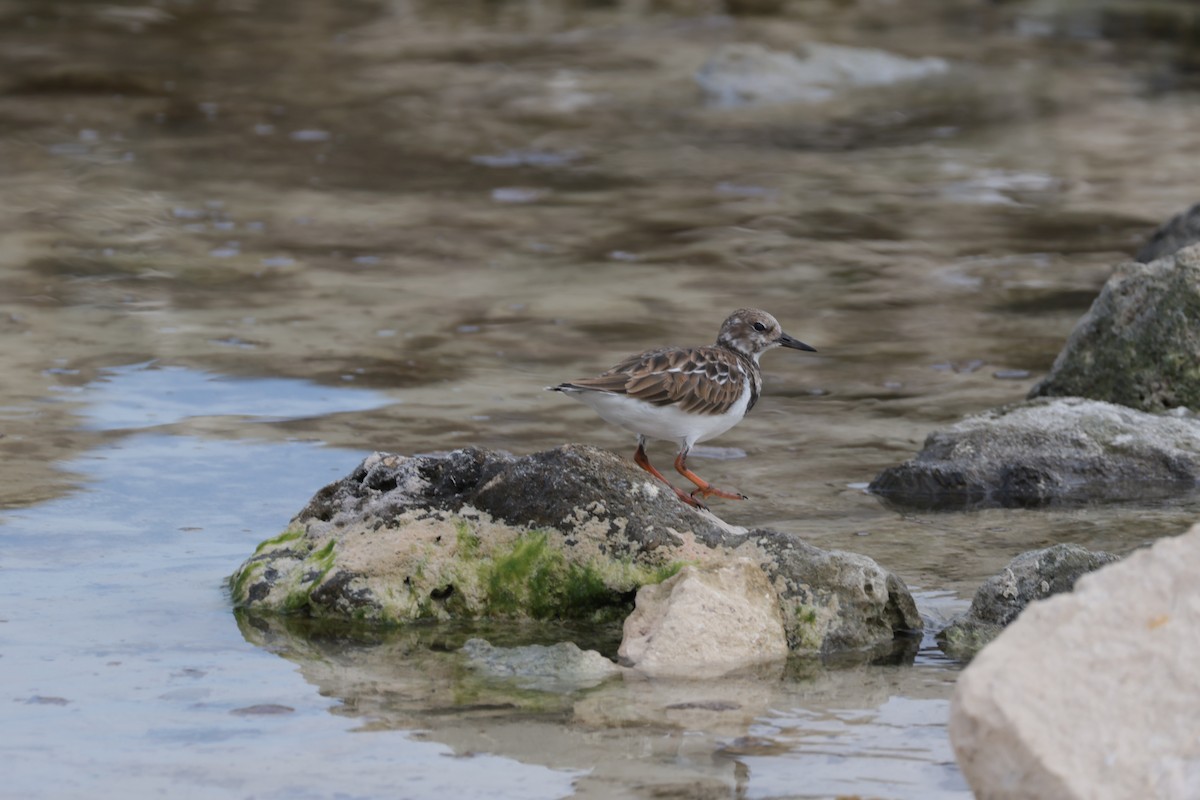 Ruddy Turnstone - ML645912750