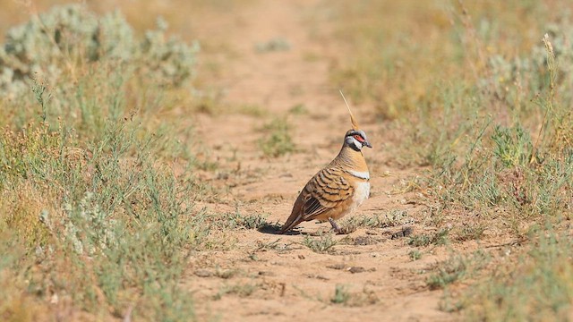 Spinifex Pigeon - ML645912752