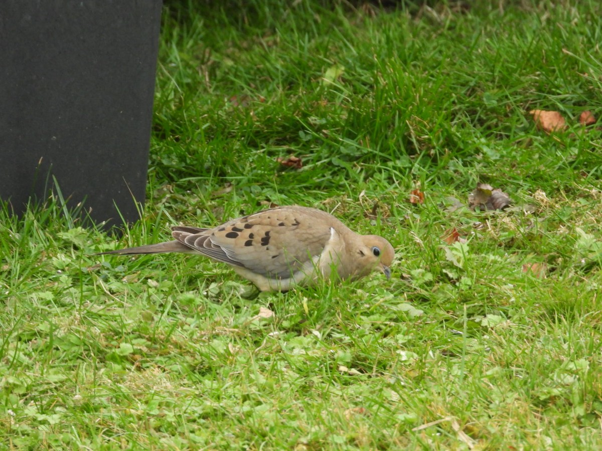 Mourning Dove - ML645912753