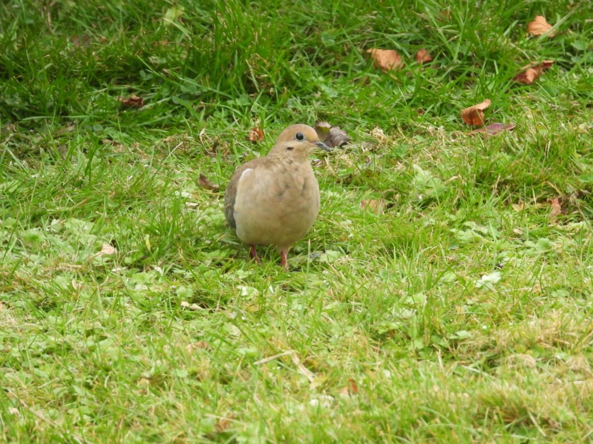 Mourning Dove - ML645912754