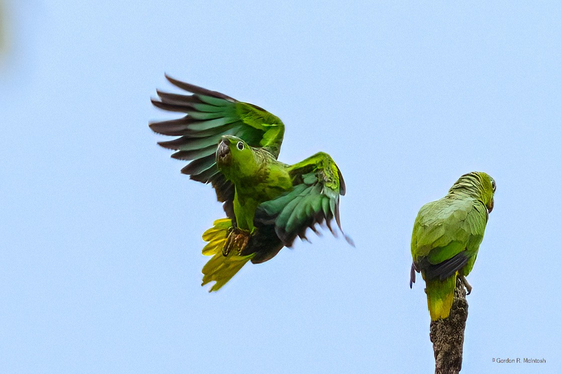 Mealy Amazon - ML645912757