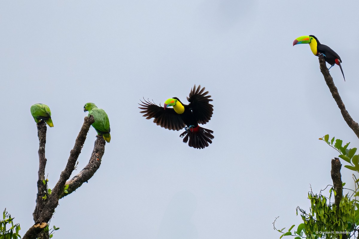 Mealy Amazon - ML645912758