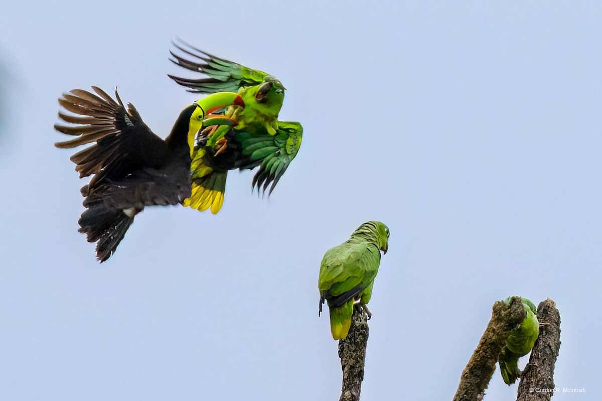 Mealy Amazon - ML645912759