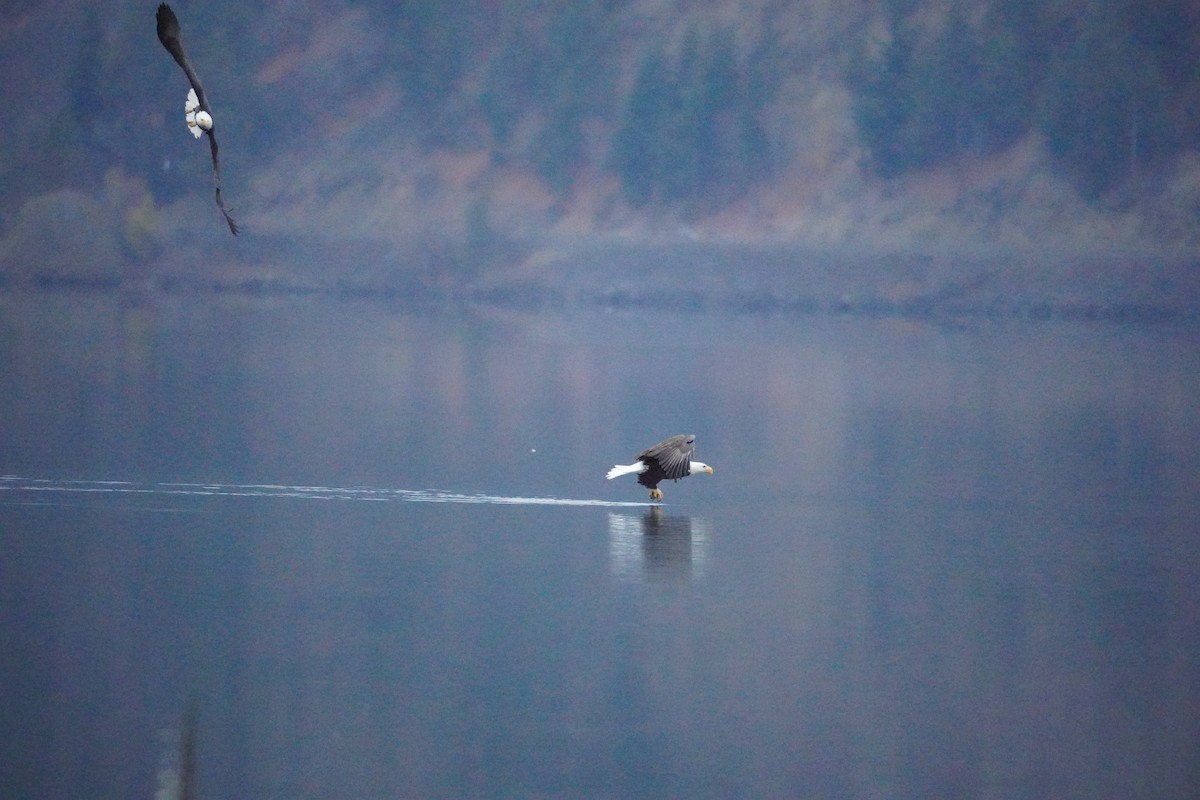 Bald Eagle - ML645912765