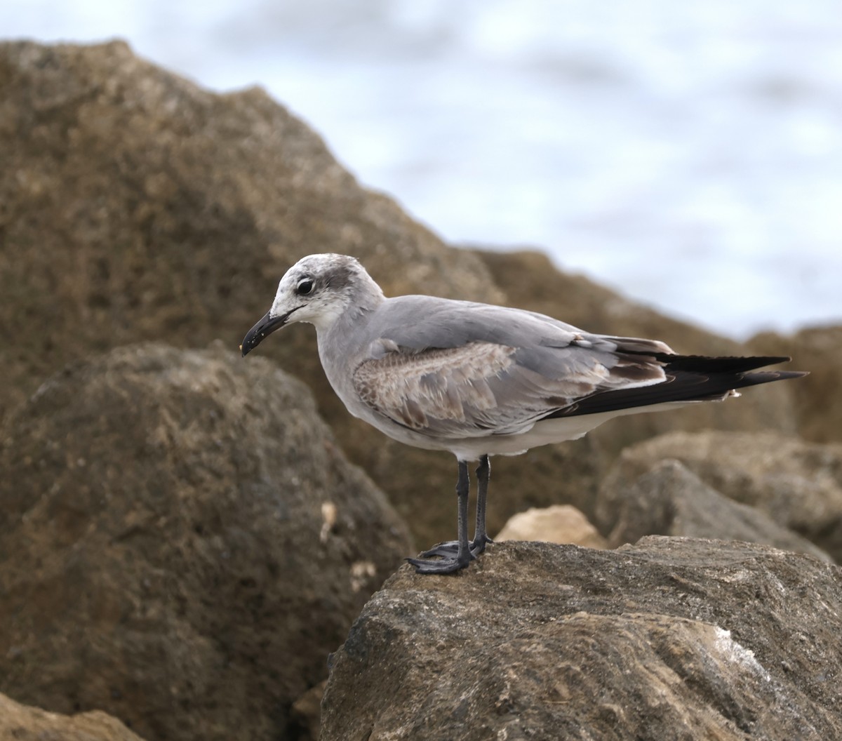 Laughing Gull - ML645912768