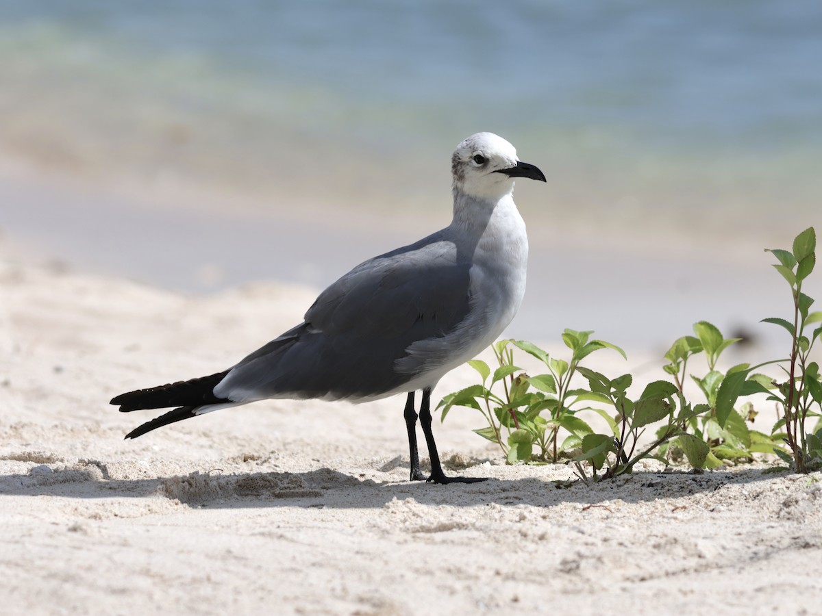 Laughing Gull - ML645912769
