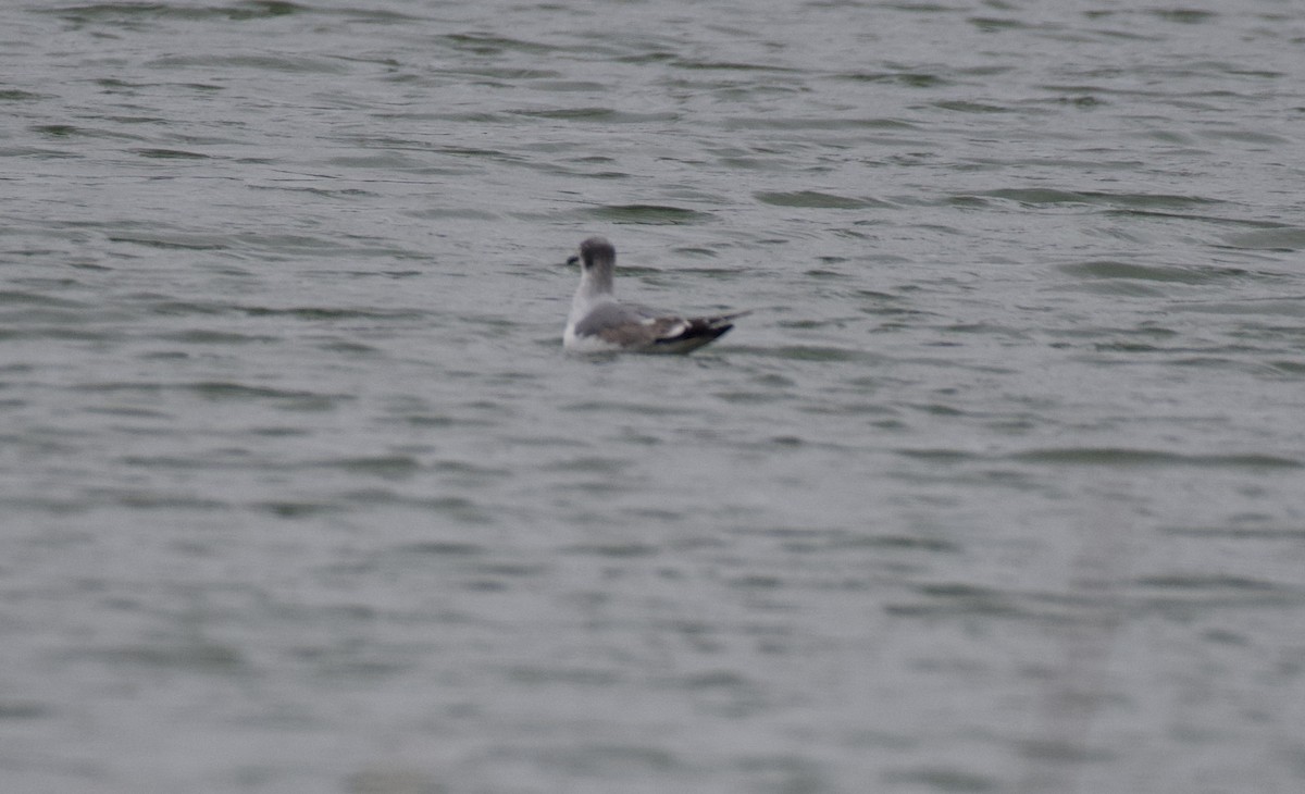 Franklin's Gull - ML645912774